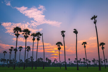 Wall Mural - morning light or evening light in landscape silhouette sugar palm trees with sunset or sunrise and t