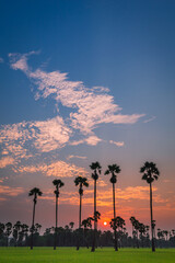 Wall Mural - morning light or evening light in landscape silhouette sugar palm trees with sunset or sunrise and t
