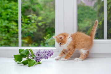 Poster - Cute red kitten on the window