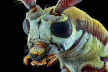 Close Up Of A Beetle, Extreme Macro  Long Horn 
