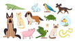 Vector cartoon flat set of home animal pets
