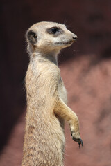 Poster - Closeup shot of a meerkat looking for something