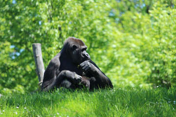 Sticker - Beautiful scene of a lonely big gorilla sitting on the grass