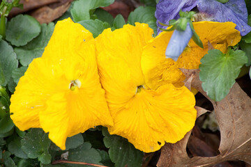 Yellow flower in the sunshine