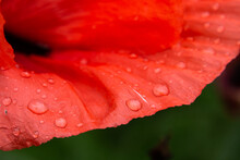 Close Up Of Red Poppy Petal With Water Drops, Selective Focus