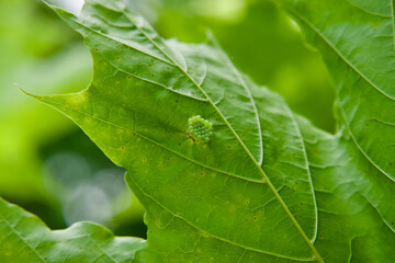 Wall Mural - Some unknown eggs  on a leaf