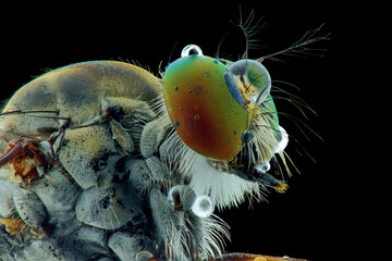 Wall Mural - close up of a roberfly on a black background