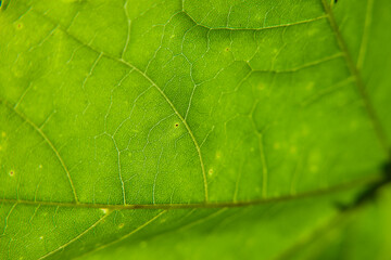 Wall Mural - Beautiful green leaf pattern closeup