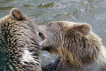 Poster - Closeup shot of fighting brown brown on the river