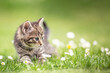 Adorable and curious little tabby kitten vigorously playing in the garden in the grass