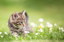 Adorable And Curious Little Tabby Kitten Vigorously Playing In The Garden In The Grass