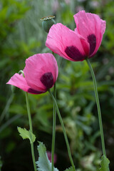 Two fresh beautiful pink poppies with stems and buds on blurred green background. Floral background. Shallow depth of field, vertical image