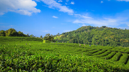 Wall Mural - Green Tea Plantation With Cloud In Asia.