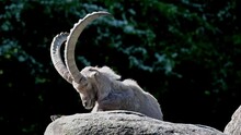Male Mountain Ibex Or Capra Ibex Sitting On A Rock In A German Park
