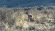 Furtive Steenbok ram 