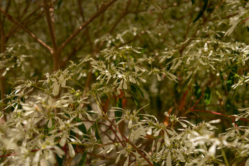 white flowers pattern on dark red brown tree from Euphorbia leucocephala (Noivinha) by the sunlight