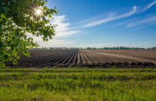 Plowed Field Planted By Agricultural Plants In A Bright Sunny Day.