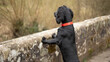 Small black dog looking over a wall