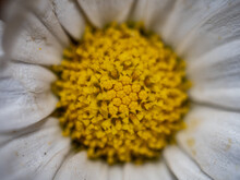 Macro Shot Of A Common Daisy Head With Bright Yellow Stamen