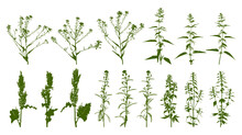 Herbs With Nettles And Coleseed - Wild Flowering Grass - Set Of Herbal Silhouettes Isolated On White For Natural Design