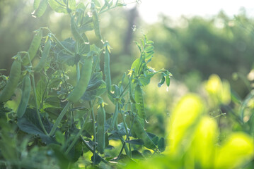 Poster - Fresh green pea pods and sunny spring garden