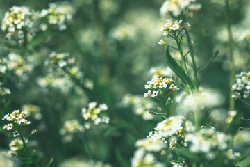 Soft focused beautiful Summer meadow with blooming small white flowers. Dark green moody spring background. Alternative medicine, cottage core natural philosophy. Copy space, blurred background