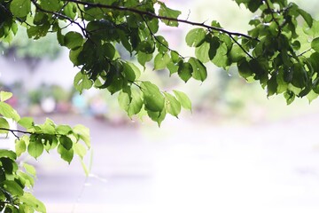 Sticker - Drops of rain on the leaves. Background material during the rainy season.