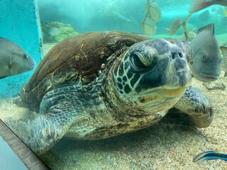 green sea turtle