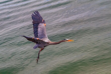 Blue Herons In Flight