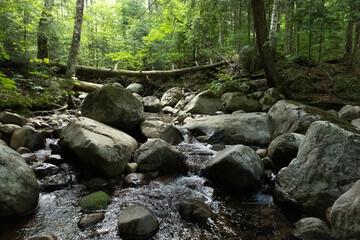 stream in the forest