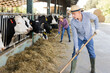 © JackF - European diligent serious male farmer working on dairy farm in cowshed