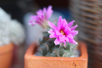 the beautiful blurred wallpaper flower purple, isolated on the balcony.