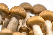 Macro Brown Beech Mushrooms Or  Shimeji Mushroom Or Bunna-shimeji On White Background, Worm Eye View Image.