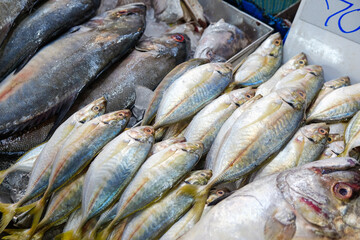 Wall Mural - Various sea fish sell on ice in fresh fishery market