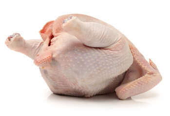 Poster - raw hen on a white background