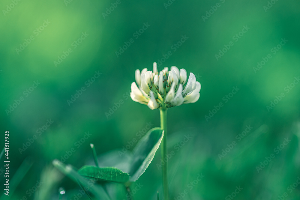 kwiat koniczyny białej, koniczyna rozesłana (Trifolium repens) - obrazy, fototapety, plakaty 