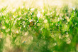 soczysta zielona trawa w porannej rosie jako tło