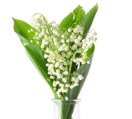 Beautiful lily-of-the-valley flowers on white background