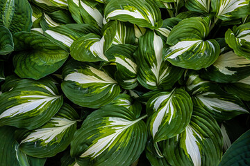 green leaves of plants in the garden. texture