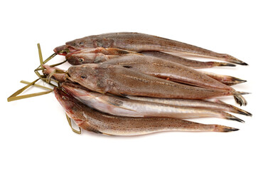 fresh flathead fish on white background