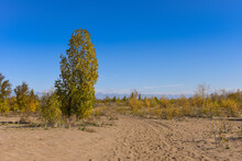 Autumn Landscape - A Trail Through A Sandy Desert Area Overgrown To The Horizon With Trees And Bushes With Yellow Autumn Leaves On A Sunny Day With A Bright Blue Sky