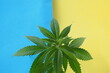 © Elroi - cannabis plant leaves. medical marijuana