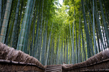 Canvas Print - Adashino in Kyoto.