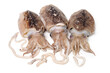 Raw cuttlefish on white background.
