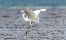 Great White Egret Flying Over A Wetland Lake In Latvia