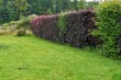 Purple beech hedge (Fagus Sylvatica)