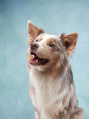 Wall Mural - portrait of a dog on a blue background. Cute border collie on color