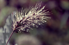 Close Up Of A Thistle