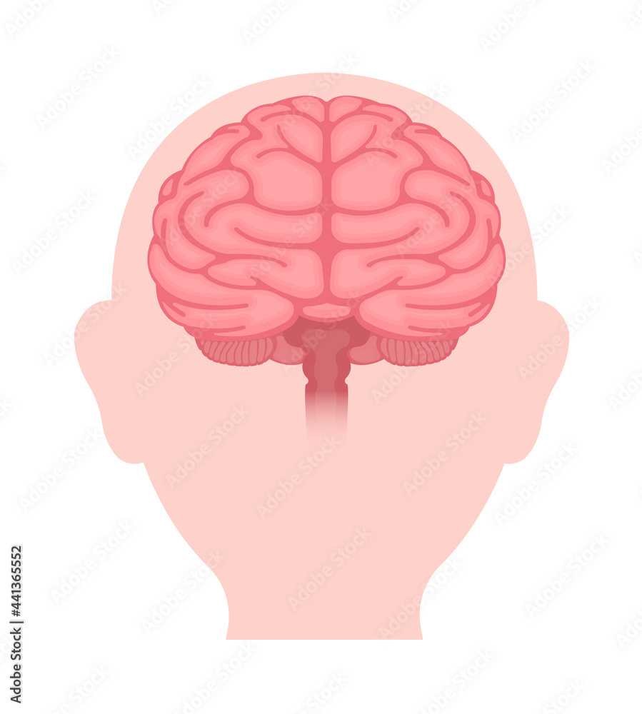 Vector illustration of human brain ( front view) Stock Vector | Adobe Stock