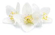 Blooming jasmine flowers isolated on white background.